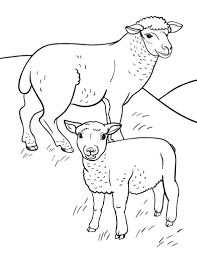 Free Sheep Coloring Page Pecora Disegni
