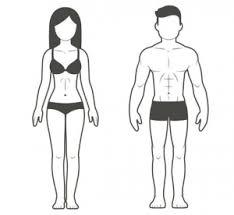 Your Body Type And Build Men Women Body types of gingerbread women by gingerquin.deviantart. your body type and build men women