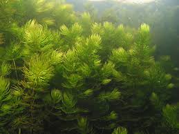 Image result for Ceratophyllum