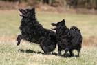 Mudi Dog Breed Information & Pictures – Dogtime