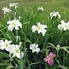 In climates with hot summers, plant the rhizome just below the soil surface. Https Encrypted Tbn0 Gstatic Com Images Q Tbn And9gcrg Q73 Pla2wwfwnsxzbwwr Ydrgvgodhfh0z5laiqqkgj7uy Usqp Cau