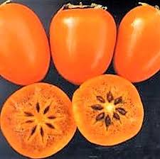 Chocolate persimmon small to medium size, oblong, bright red skin. Chocolate Persimmon