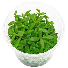 Image result for Hionanthera