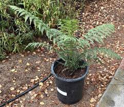 Image result for Cyathea dregei