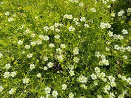 Image result for Sagina abyssinica