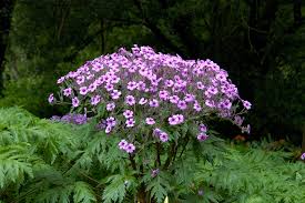 Image result for Geranium mlanjense