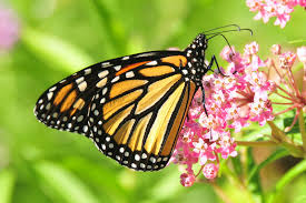 The wings also have two rows of orange and/or white spots and veins outlined in black. A Farewell To Kings New Ideas On The Vanishing Monarch Butterflies Ars Technica