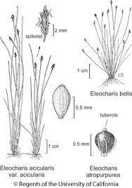 Eleocharis bella