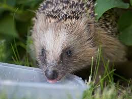 Image result for site:byggahus.se cylinderklippare