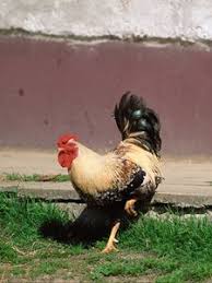 Maybe you would like to learn more about one of these? Rooster Old Mobile Cell Phone Smartphone Wallpapers Hd Desktop Backgrounds 240x320 Images And Pictures