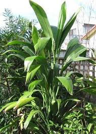 We did not find results for: Plants For Shade In Temperate Australia