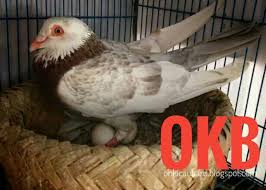 Sedangkan untuk faktor internalnya adalah makanan yang di konsumsi oleh burung dara tersebut apakah seimbang atau tidak, memiliki banyak oleh sebab itu anda harus mengetahui berbagai hal mengenai mengapa burung dara susah untuk bertelur. Tips Agar Burung Merpati Cepat Bertelur On Kicau Baru