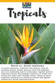 In South Louisiana Tropicals Like Gingers Bird Of Paradise Plants Palms Banana Trees And Elephant Ear Plants Birds Of Paradise Plant Palm Trees Landscaping
