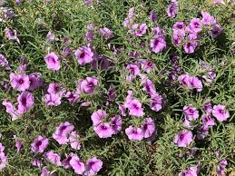 Image result for Ipomoea prismatosyphon