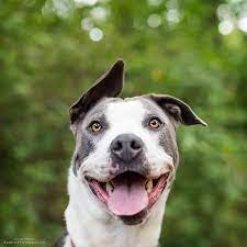 Rosa Is Available Now At Indy Humane Just Go Meet Her She Is Everything 7929 N Michigan Rd 317 872 5650 Indianapoli Best Dogs Dogs Good Cause