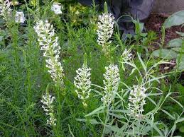 Image result for Hebenstretia