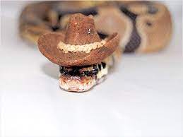Snakes Wearing Hats Snakes With Hats Cute Snake Snake