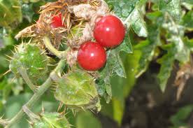 Image result for Solanum sisymbriifolium