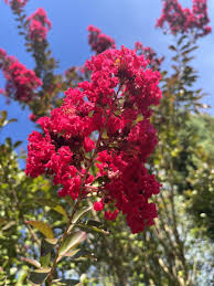 Image result for Lagerstroemia indica
