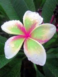 Pin On Frangipani