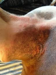 Dog Armpit Rash For The Last 6 9 Months My Dog Jelly Has Had An Itchy Red Rash On Her Neck Belly And Armpits That Vari Rash On Dogs Belly Dog Skin