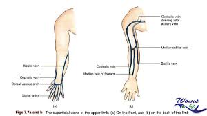 What do you prefer to learn with? Veins Of The Upper Limb
