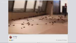About the incident, according to the charlotte observer. Video Birds Crashing Into Nascar Hall Of Fame In Charlotte Wcnc Com