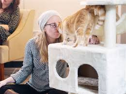 The black cat market will be pittsburgh's first cat cafe; Strip District S Colony Cafe Pittsburgh S First Cat Cafe To Close Amid Covid 19 Shutdown Pittsburgh Post Gazette