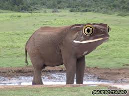 21 Cute But Vaguely Unsettling Animal Mashups Animal Mashups Photoshopped Animals Funny Animals
