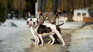 Everything about the american bulldog dog breed. American Bulldog Hunderasse Infos Zur Rasse Tierpuls