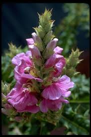 Image result for Acanthus polystachyus