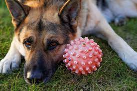 Best dog bowls for german shepherds. The Best Toys For German Shepherd Puppies And Adults The German Shepherder