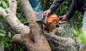 Tree Services Tree Service Tree Surgeons Tree Removal Service