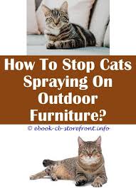 15 Beautiful Stop Neutered Male Cat Spraying Indoors Admirable