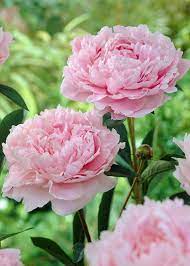 Maybe you would like to learn more about one of these? Lush Peonies Add Beauty And Fragrance To Early Summer Gardens St George News