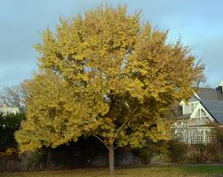 Image result for Ulmus parvifolia