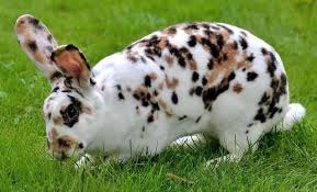 Black And White Spotted Rabbit Breeds Learn About The Different Kinds Of Lop Eared Rabbits Rabbit Pictures Rabbit Breeds Beautiful Rabbit