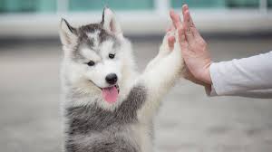Other cities with shelters around new york. Tax Write Offs For Pet Owners Bankrate