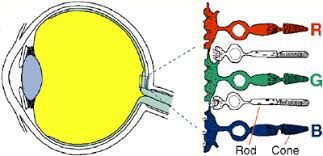 Color blindness (also called color vision deficiency or cvd) is a reduced ability to see colors. Color Universal Design Cud Colorblind Barrier Free