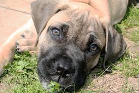 living with your boerboel the first 6 months my little