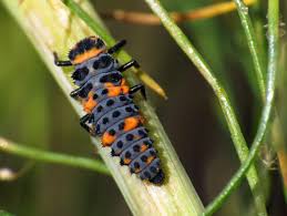 A female ladybug lays a cluster of tiny yellow eggs. How Do Ladybugs Survive Winter Ask Dr Universe Washington State University