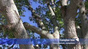 Camphor is really a naturally sourced perfumed substance which was produced from the camphor. Camphor Tree Cinnamomum Camphora Youtube