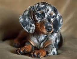 Blue Dapple Dachshund Bing Images Dachshund Puppies Dachshund Breed Dapple Dachshund