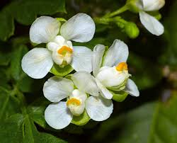 Image result for Cardiospermum grandiflorum