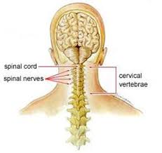 But, what the neck is all this stuff here?! Neck Pain Orthoinfo Aaos