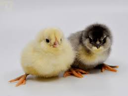 They go back to lay eggs in their hen house throughout the day. Breed Spotlight The Ameraucana Meyer Hatchery Blog