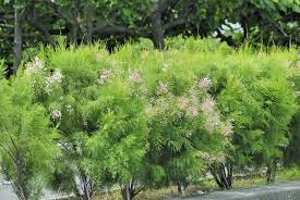 pin on vegetation tree