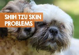 Find images of shih tzu. Shih Tzu Skin Problems Issues Allergies Bumps How Treat