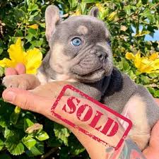 French Bulldog Boy Blue Tri Quad Carrier Chocolate Blue And