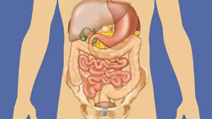 The component of the urinary system, kidney and the ureter. Free Online Course Anatomy Of The Abdomen And Pelvis A Journey From Basis To Clinic From Coursera Class Central